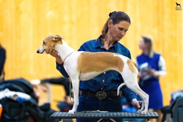 whippet šteniatka