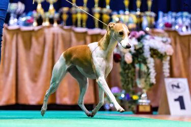 whippet šteniatka