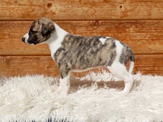 whippet šteniatka