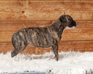 whippet šteniatka