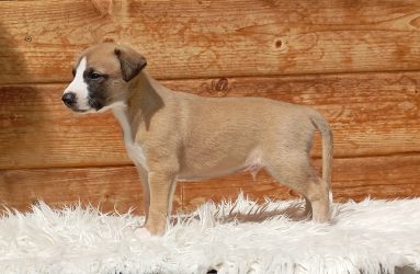 whippet šteniatka