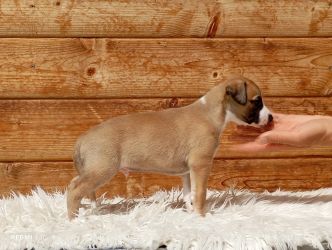 whippet šteniatka