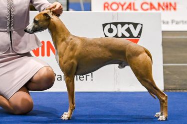 whippet Alijamo´s Devil´s Pie