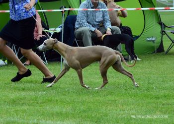 whippet Alijamo´s Devil´s Pie