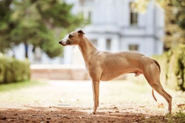 whippet Alijamo´s Devil´s Pie