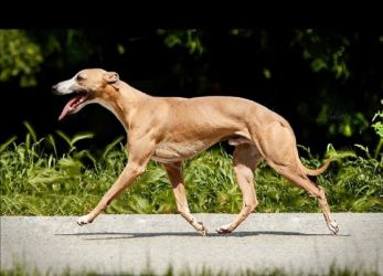 whippet Alijamo´s Devil´s Pie