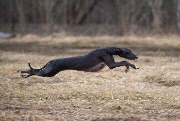 whippet šteniatka