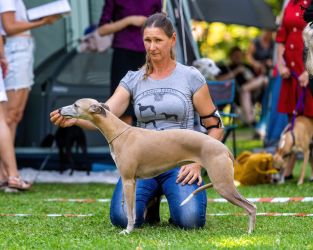 whippet MAYFLOWER OF DULMANIAN STARS