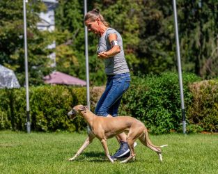 whippet MAYFLOWER OF DULMANIAN STARS