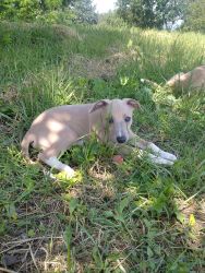 whippet šteniatka